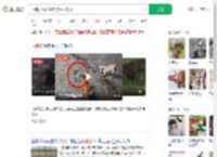 两狗大战眼镜蛇 狗主人观战_360搜索