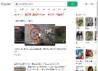 两狗大战眼镜蛇 狗主人观战_360搜索